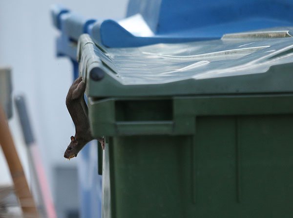 一些老鼠钻进垃圾箱觅食，从垃圾箱里出来后嘴巴还叼着残留的食物。 