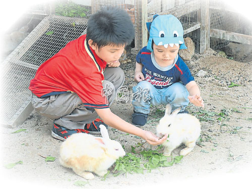 小朋友們親自餵食及觸摸兔子。