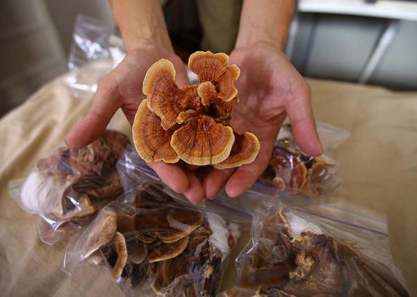 黃思凱細心栽種靈芝蘑菇。∕《新報》 