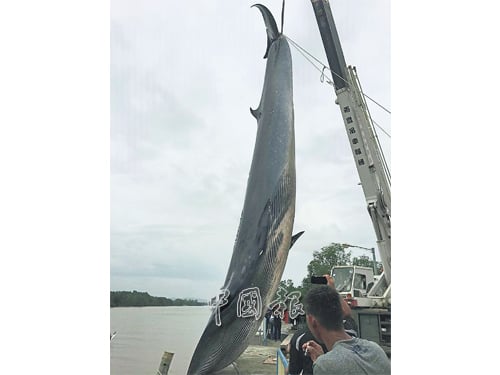 鯨魚屍體運抵漁業局碼頭後，龐大身軀須用吊秤車吊上來。