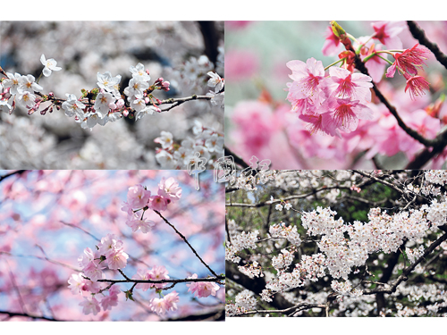樱花的种类、颜色繁多。