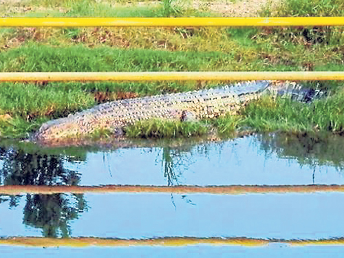 鱷魚可能因排水干涸而浮現水面，引起民眾圍觀。（圖取自新海域時報） 