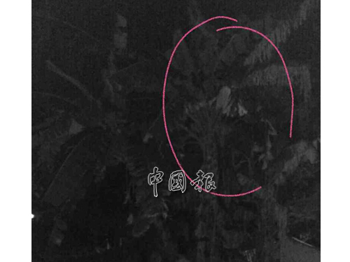 村民拍到女鬼在香蕉树上。（受访者提供）