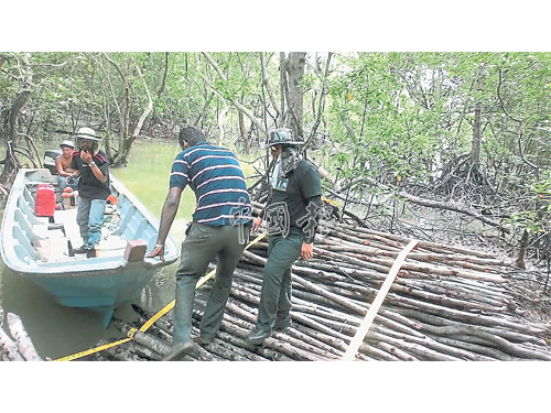 森林局及巴生區海事執法機構成員喬裝成漁民，前往各區展開“紅樹行動”，打擊非法伐木活動。 