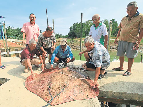 老渔夫李元春（蹲者右2）捕获重逾120公斤的巨大魔鬼鱼，大唱丰收；蹲者右为余光发，站者右为张文德。