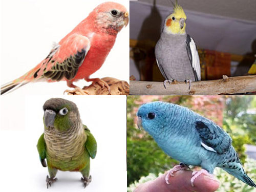 被告的4隻愛鳥是雞尾鸚鵡、綠頰錐尾鸚鵡、伯克長尾鸚鵡和橫斑鸚哥。（取自互聯網）