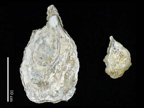 葡萄牙牡蛎（右）长到极限时体长约10公分；太平洋牡蛎（左）则约40公分，但外观相似。（水试所提供） 
