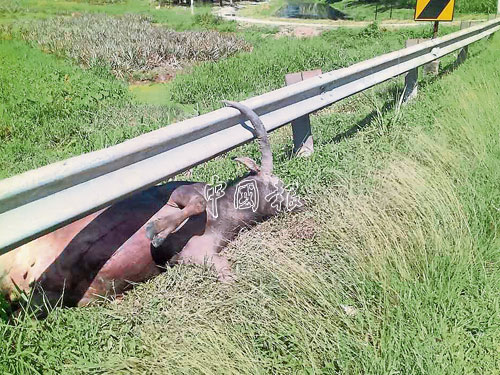  ■週二（15日）凌晨，新邦安拔豬糞溝旁檳怡公路發生轎車撞水牛事件，水牛腳斷斃命在路邊。