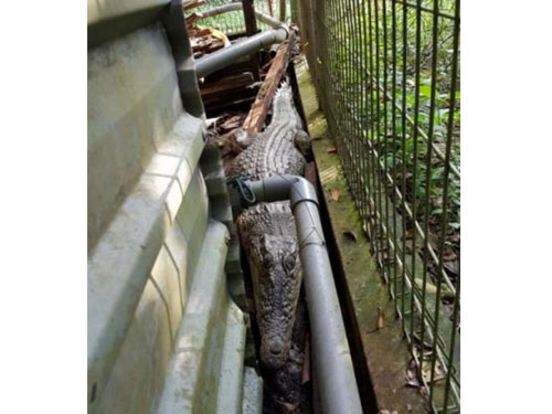 鱷魚被發現時，相信已經受困了一整晚。