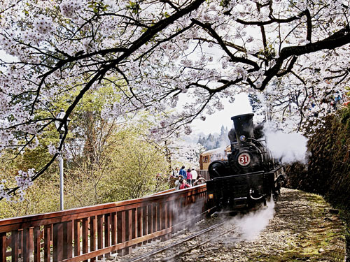 阿里山“櫻花鐵道”美景。