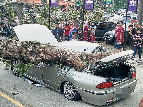  普騰統領轎車不幸被倒樹壓中，車上司機乘客死里逃生，飽受驚嚇。