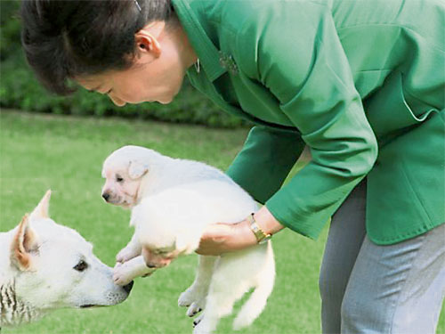  朴槿惠此前常公開自己和寵物犬嬉戲的照片。