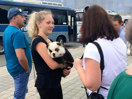攝影師抱著“熊貓寶寶”給遊客拍照牟利。圖∕英國《太陽報》  　