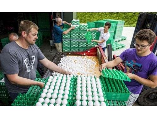  荷蘭農場丟棄受污染雞蛋。（資料圖片）