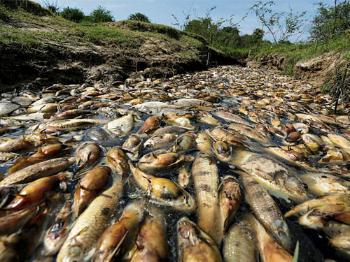  巴拉圭的孔富索河出現數以千計的死魚,目前尚未確認魚群集體死亡的原因。(路透社)