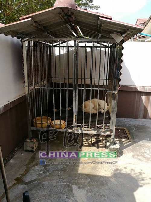 死者飼養的2隻狗靜靜趟在籠子內，似乎為主人的離去感到傷感。