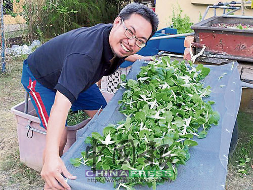  張曉峰收成一批新鮮綠葉菜，難掩一臉滿溢的成就感和滿足感。