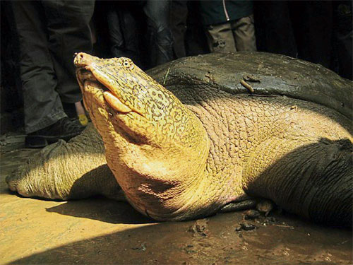 ■在宣漢湖確認有斑鱉個體前，棲息在越南東莫湖的斑鱉被認為是唯一一隻野生斑鱉。