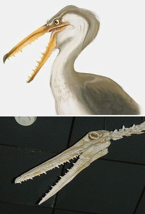 古代的鳥類化石證明，它們長有鋒利的牙齒。