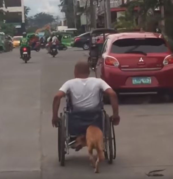  殘疾男子推著輪椅前進，愛犬則在后方用鼻頭、肩頸頂著車體，為主人分擔勞力。圖：互聯網 