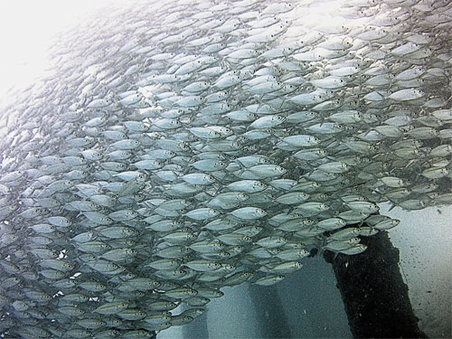 只需稍微潛入沙浪村碼頭底下的淺海區中，便有一群群魚兒來伴游。