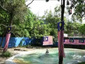 動物園鱷魚也搶fo 拉開國旗賀國慶