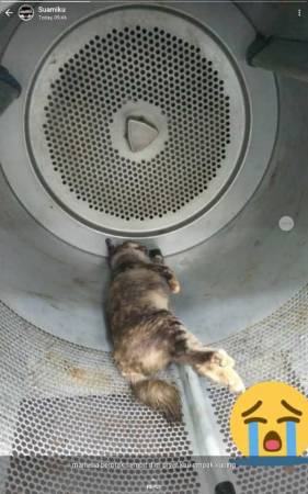 遭烘死的貓，被人發現在烘衣機內。 