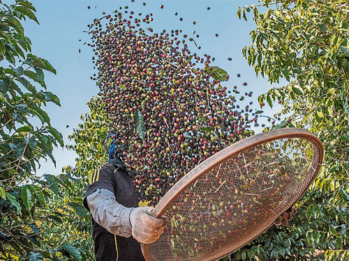 巴西里亚尔不断走贬，拖累咖啡价格今年来跌了20%；图为一工人在处理着刚采摘的咖啡豆。