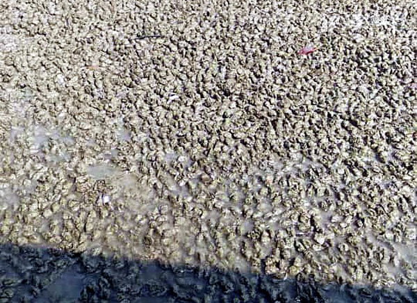 密密麻麻的蛤蜊浮现在泥沙地上，引起岛民的诸多揣测，担心是海啸前兆。  