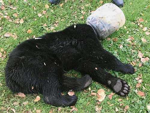 美国马里兰州小黑熊头卡在水桶里。