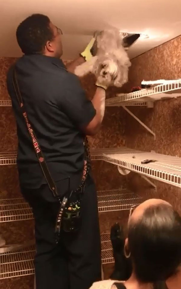 美国弗吉尼亚州费尔法克斯有狗狗卡在暖气的加热管里，幸好及时被救出。