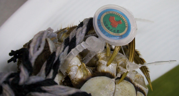 每一只阳澄湖大闸蟹都有防伪蟹扣和编号，以提防假 冒。