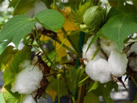 基因改造棉花 棉籽变无毒