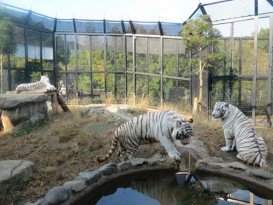 日本白老虎杀人  动物园职员身亡