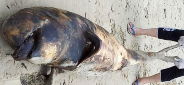   美里鲁哇海滩处发现的受保护频临灭种的一具海豚尸体。