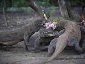 科摩多巨蜥变“摇钱树” 印尼国家公园门票拟调涨50倍
