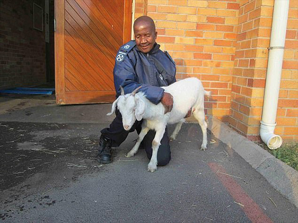 变态男性侵怀孕羊整晚受害羊性器溃烂 Truth