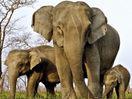 人类猎杀搞乱大自然  非洲母象出生无象牙