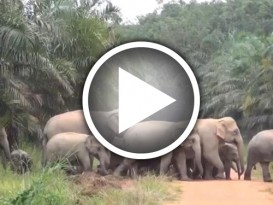 象群视频 于泰国拍摄 柔野生动物局驳斥谣言！