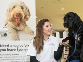 悉尼机场给乘客福利 辅助犬与旅客握手拥抱