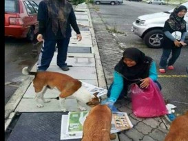 3穆斯林女子 喂食流浪狗 善良举动超越文字