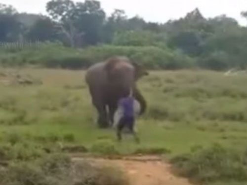 卡塔拉加码酒醉跑到大象面前挑衅，结果被大象踩死。