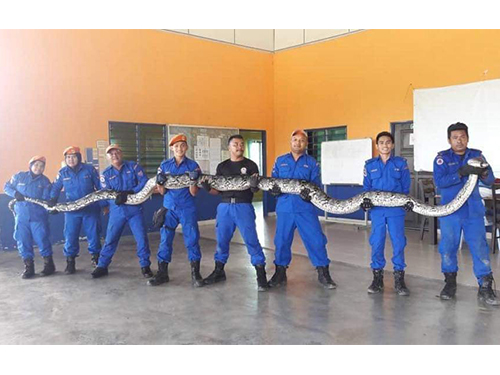 民防部队在宜力橡胶园，捕获逾百公斤重的雌蟒蛇。