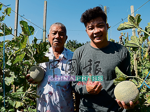洪锦霖（右）以哈密瓜创业，背后团队就是家人，父亲洪火枝偶尔会到果园帮忙打理。