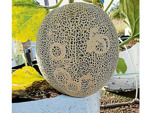 网纹哈密瓜被昆虫咬出类似6、806数字的痕迹，受到顾客喜爱。