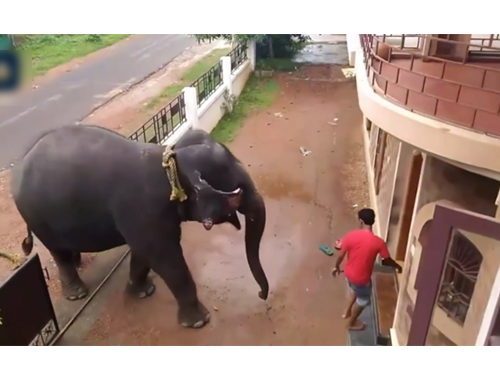 大象被招入家门内。