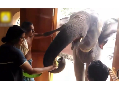 这家的主人让大象一饱口福。