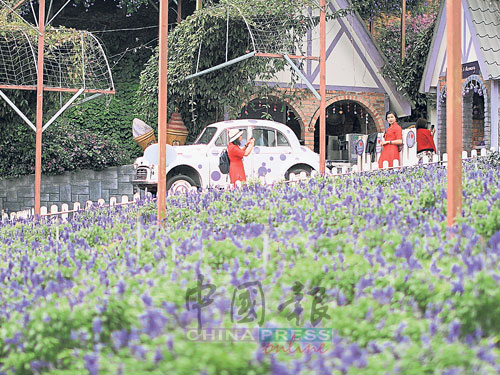进入门口，就是大片的日本北海道薰衣草迎宾。