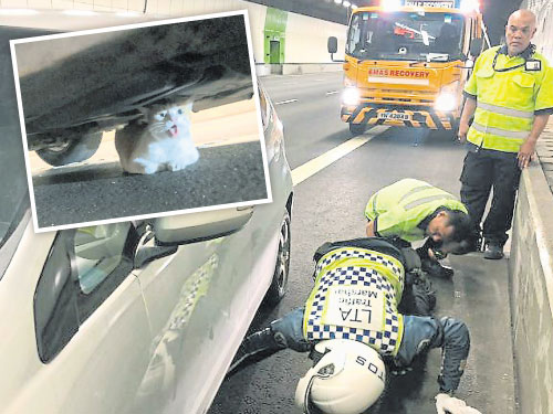 工作人员帮忙指挥交通，并用扫把引猫咪出来。小图为野猫受困在车底下，显得十分害怕。（受访者提供）