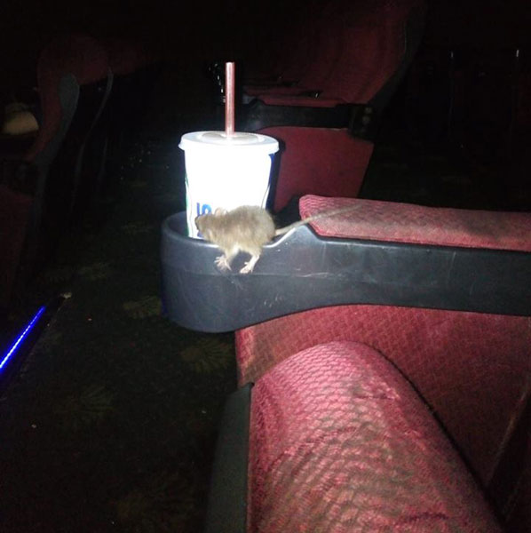 老鼠在网民Hyim A Ny看电影时，不断“磨蹭”其饮料。（图取自网络）